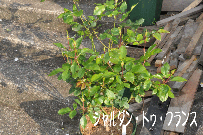 f:id:rotling:20100516182723g:image