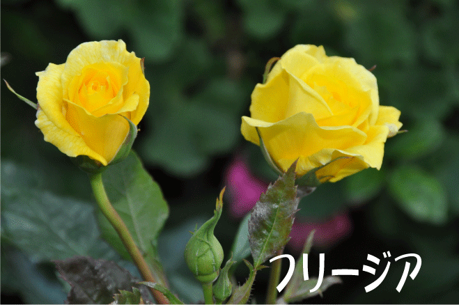 f:id:rotling:20100516191325g:image