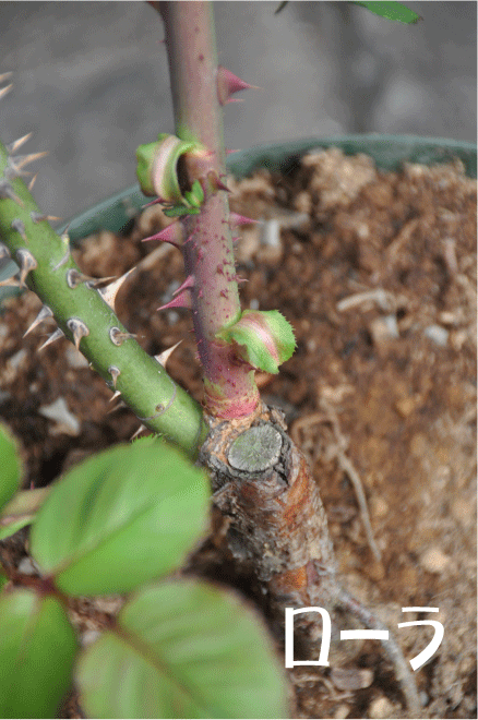 f:id:rotling:20100516191337g:image