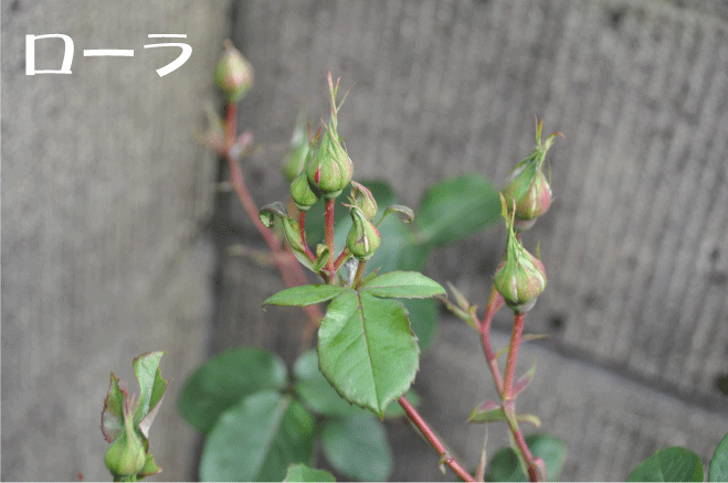 f:id:rotling:20100516191338g:image
