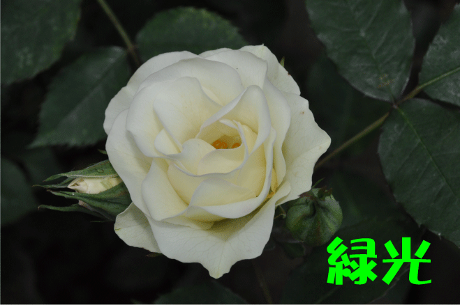 f:id:rotling:20100516191353g:image