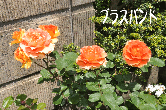 f:id:rotling:20100517121346g:image