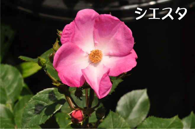 20100517121349