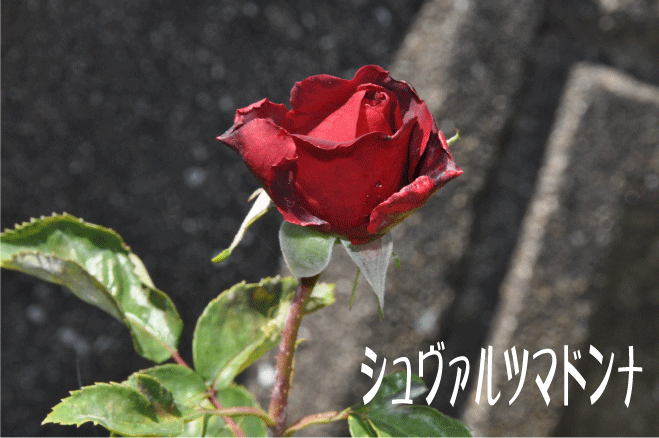 f:id:rotling:20100517121403g:image