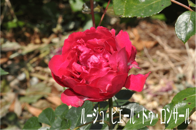 f:id:rotling:20100517182956g:image