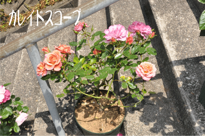 f:id:rotling:20100517215219g:image