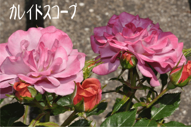 f:id:rotling:20100517215220g:image