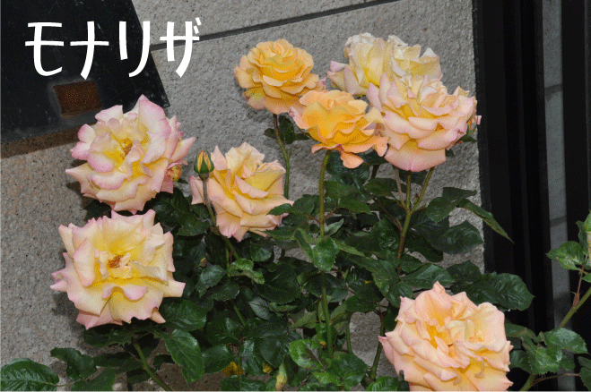 モナリザ