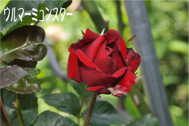 f:id:rotling:20100517215304g:image