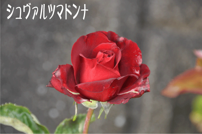 f:id:rotling:20100518074736g:image