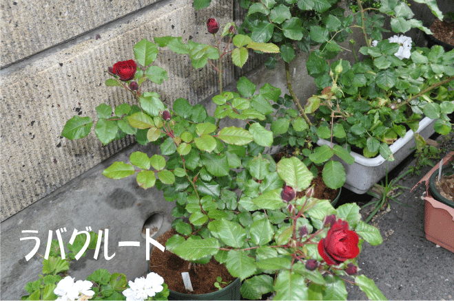 ラバグルート