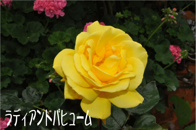 f:id:rotling:20100518220612g:image