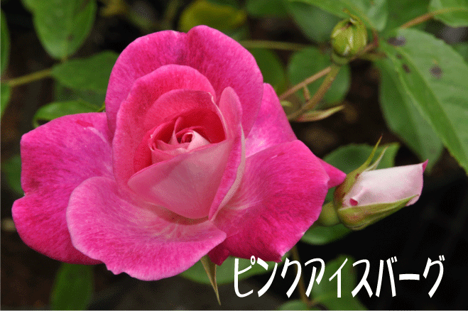 f:id:rotling:20100518220613g:image