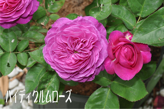 f:id:rotling:20100518220616g:image