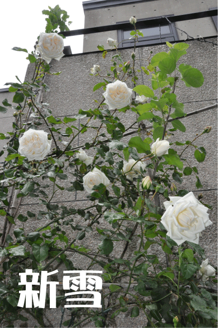 f:id:rotling:20100518220617g:image