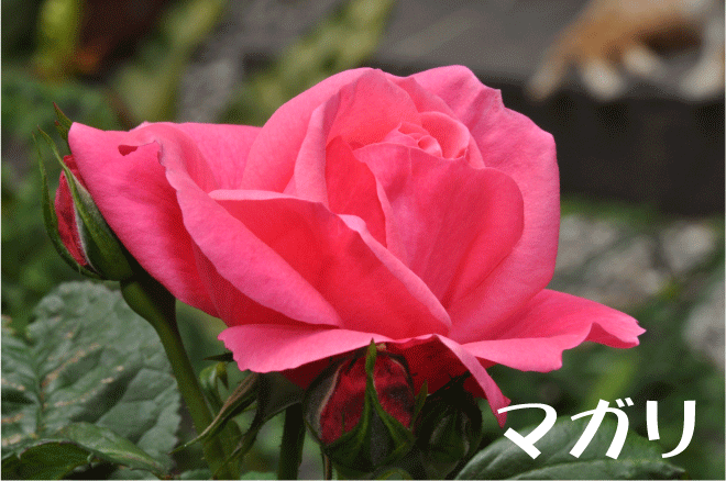 f:id:rotling:20100518220619g:image