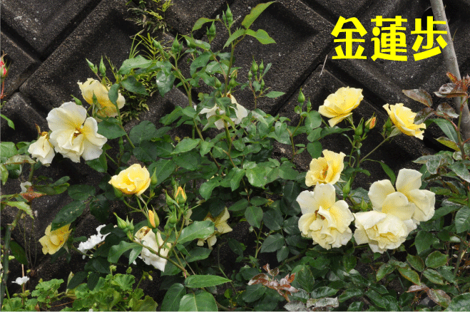 f:id:rotling:20100520193134g:image