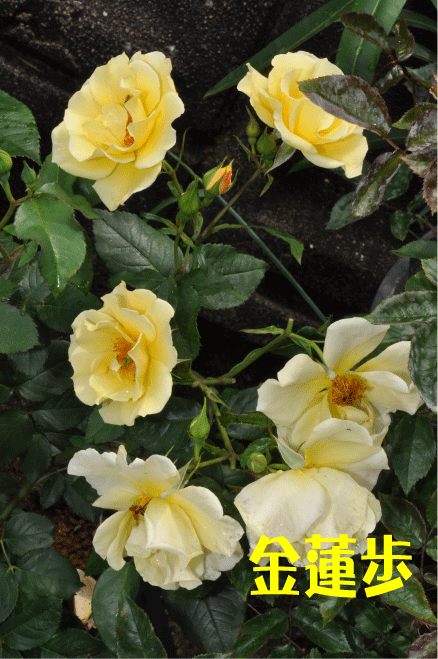 f:id:rotling:20100520193135g:image