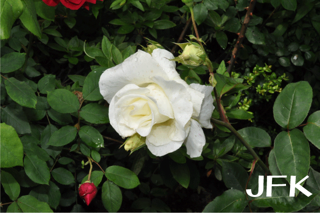 f:id:rotling:20100520193146g:image