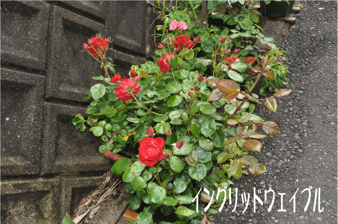 f:id:rotling:20100520193152g:image