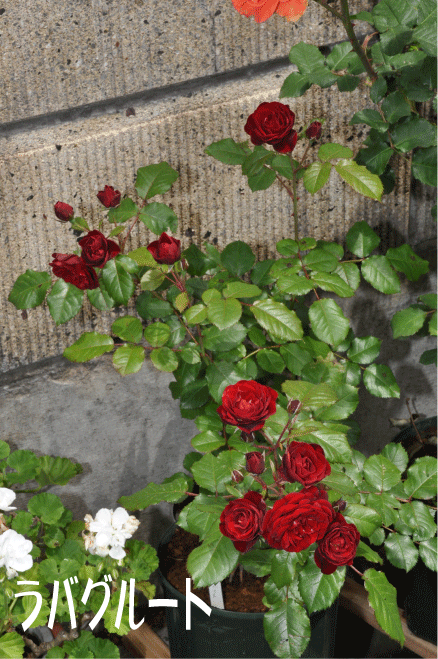 f:id:rotling:20100521114216g:image