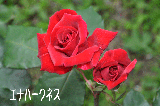 f:id:rotling:20100522125730g:image