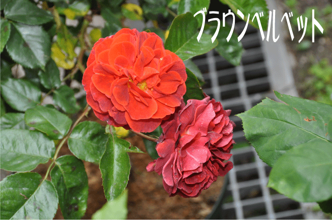 f:id:rotling:20100522134548g:image