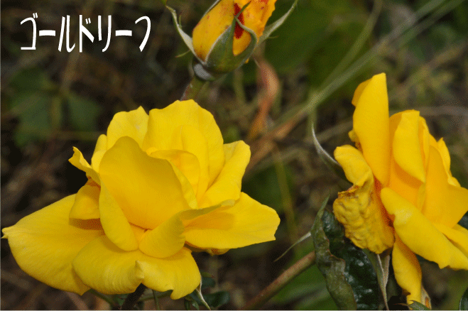 ゴールドリーフ
