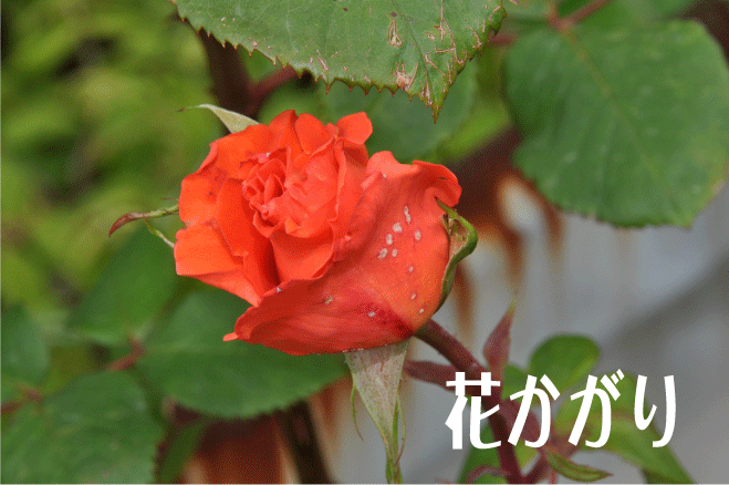 f:id:rotling:20100522134608g:image