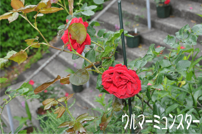 f:id:rotling:20100522160344g:image