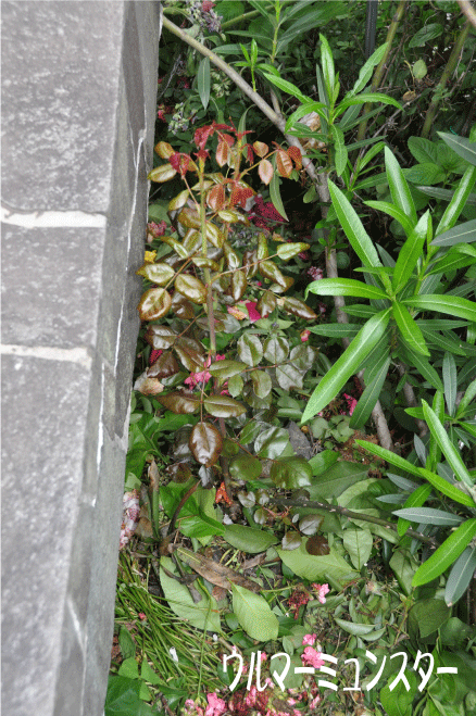 f:id:rotling:20100522160345g:image