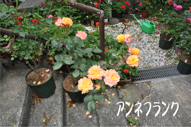 f:id:rotling:20100522163045g:image