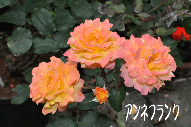 f:id:rotling:20100522163046g:image