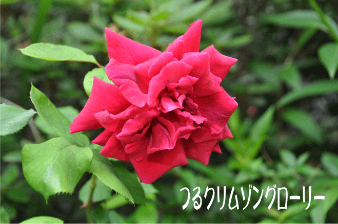 f:id:rotling:20100522163056g:image