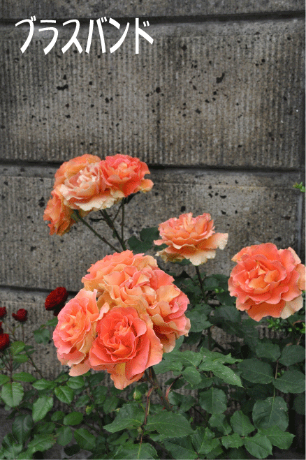 f:id:rotling:20100522170845g:image