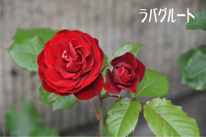 f:id:rotling:20100522170847g:image