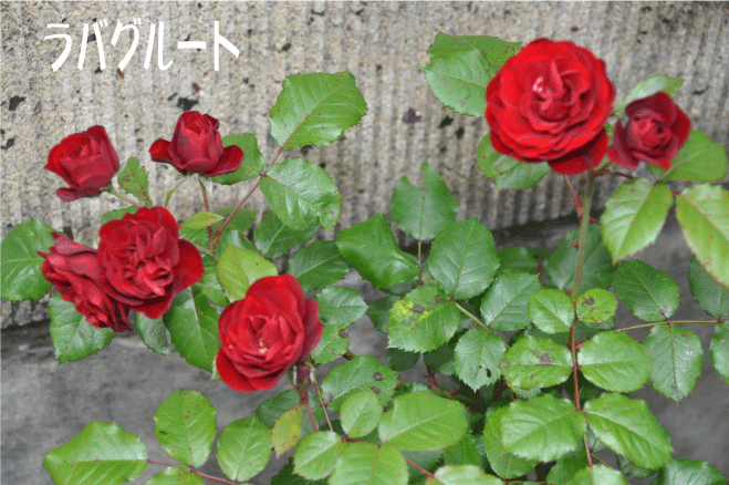 f:id:rotling:20100522170848g:image