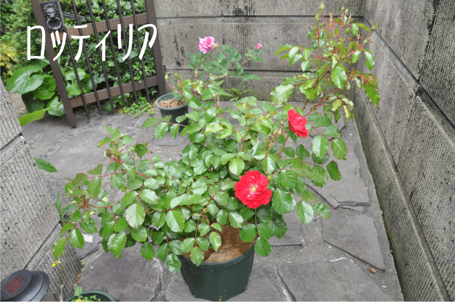 f:id:rotling:20100522170849g:image