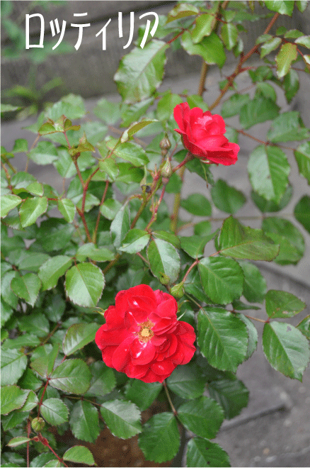 f:id:rotling:20100522170850g:image