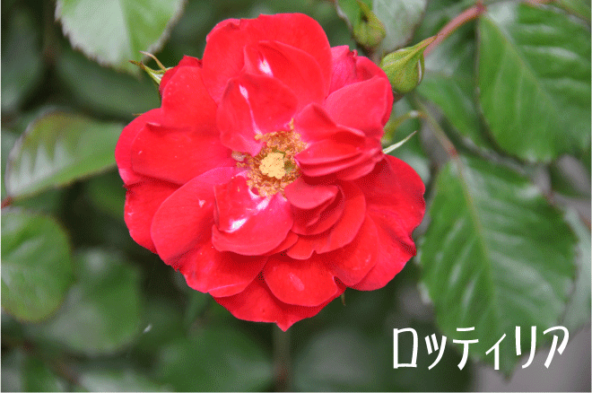 f:id:rotling:20100522170851g:image
