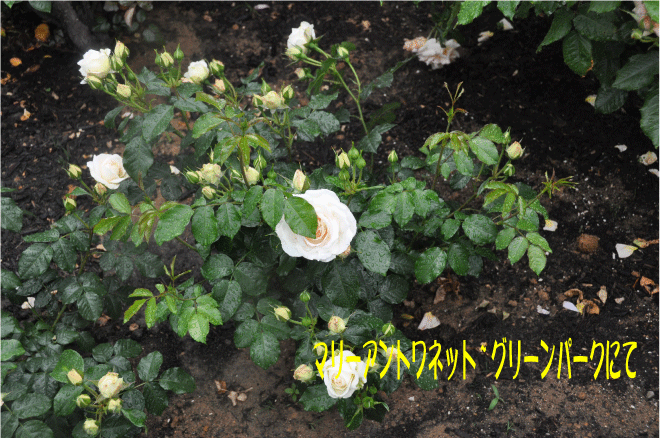 f:id:rotling:20100523090128g:image