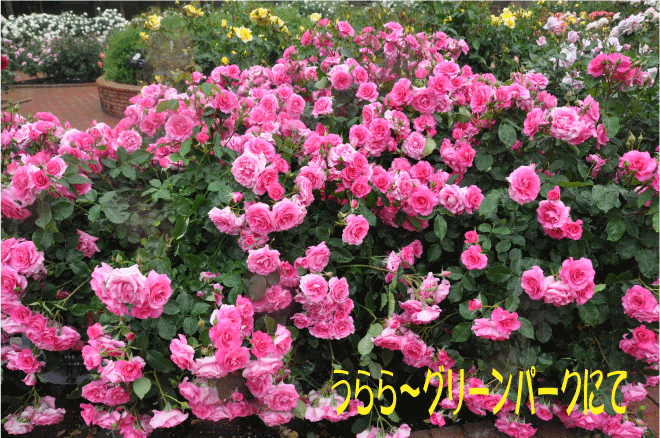 f:id:rotling:20100523090130g:image