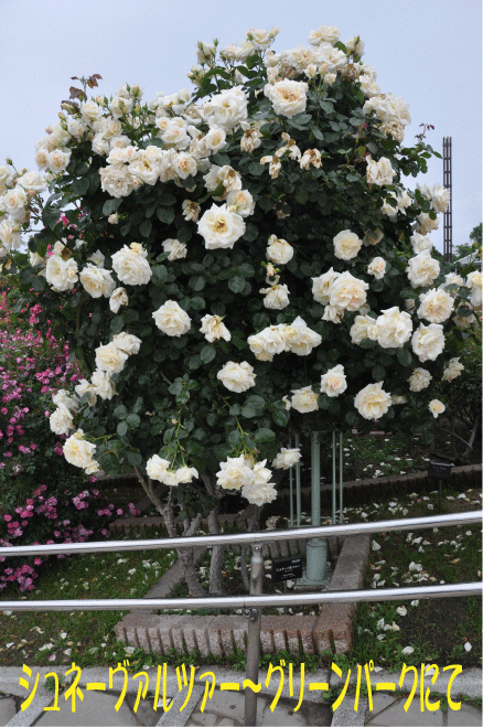 f:id:rotling:20100523092851g:image