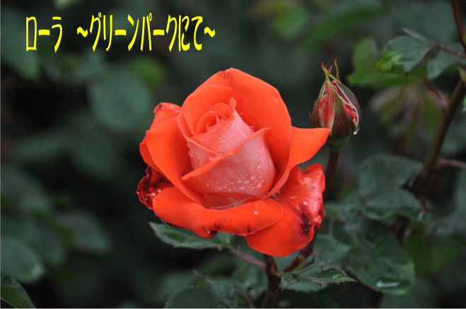 f:id:rotling:20100523190901g:image