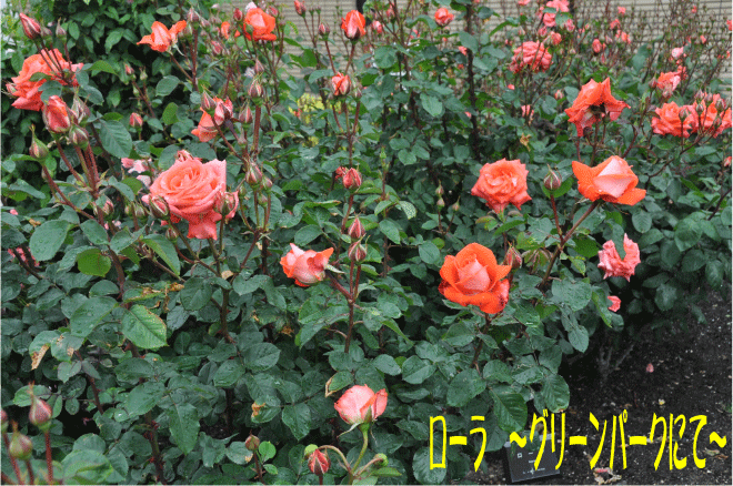 f:id:rotling:20100523190902g:image