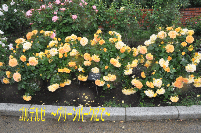 f:id:rotling:20100524130152g:image