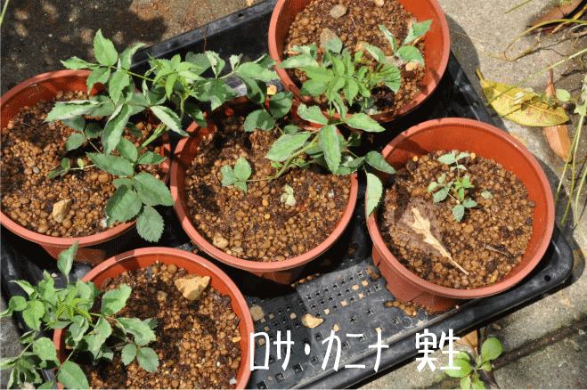 f:id:rotling:20100524142226g:image