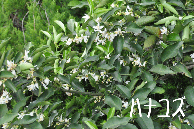 f:id:rotling:20100524142236g:image
