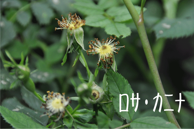 f:id:rotling:20100524142238g:image