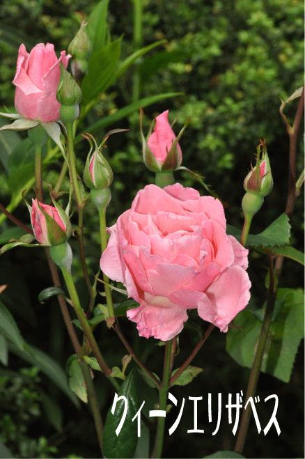 f:id:rotling:20100524153543g:image